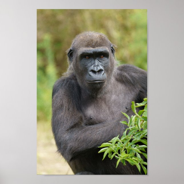 Gorilla porträtt poster (Framsidan)