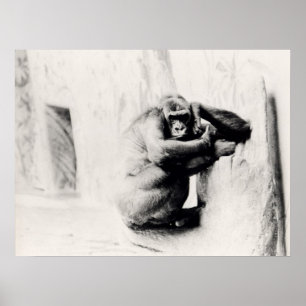 Gorilla Pose Poster