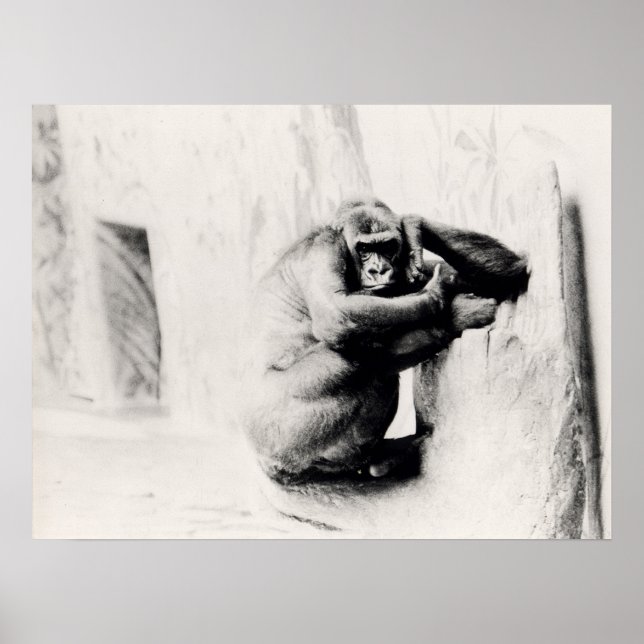 Gorilla Pose Poster (Framsidan)