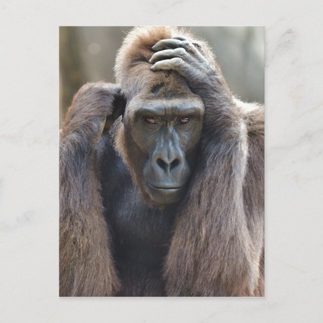 Gorilla Pose Vykort (Framsida)
