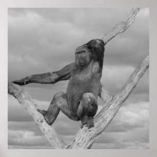 Gorilla Poson på Träd Poster