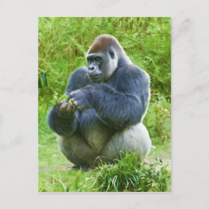 Gorilla Postcard Vykort