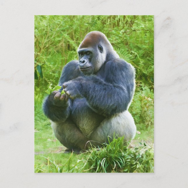 Gorilla Postcard Vykort (Framsida)