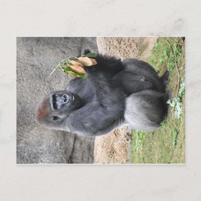 Gorilla Postcard Vykort (Framsida)
