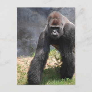 Gorilla Postcard Vykort