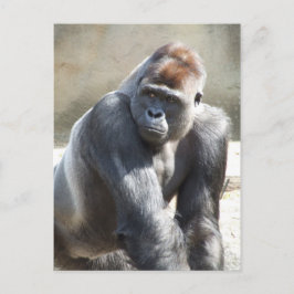 Gorilla Postcard Vykort