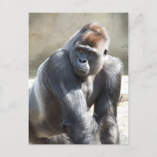 Gorilla Postcard Vykort