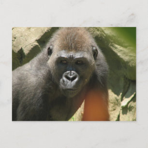 Gorilla Postcard Vykort