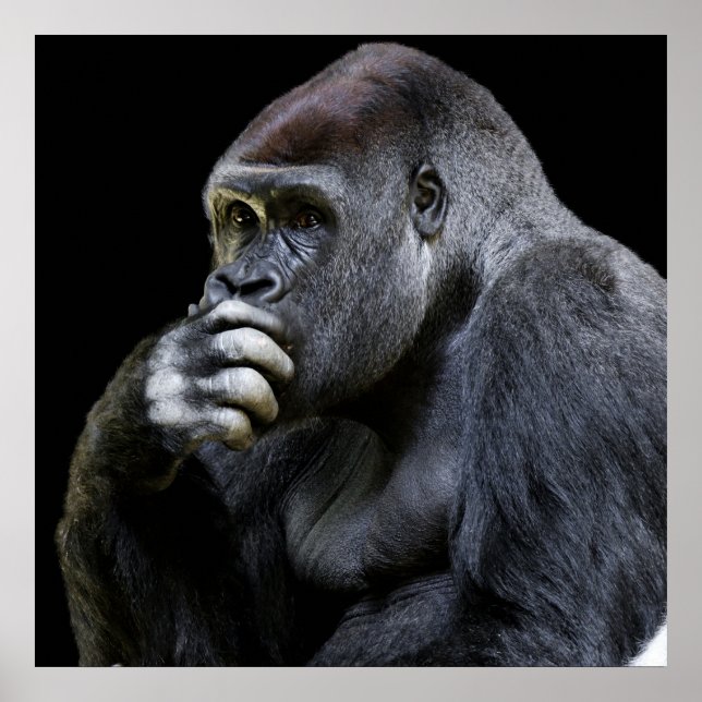 Gorilla Poster (Framsidan)