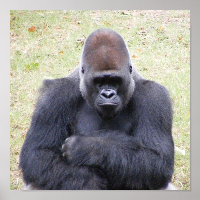 Gorilla Poster (Framsidan)