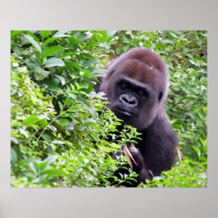 Gorilla Poster