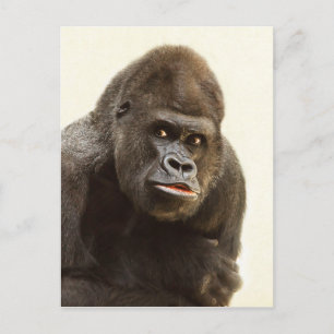 Gorilla Pout Vykort