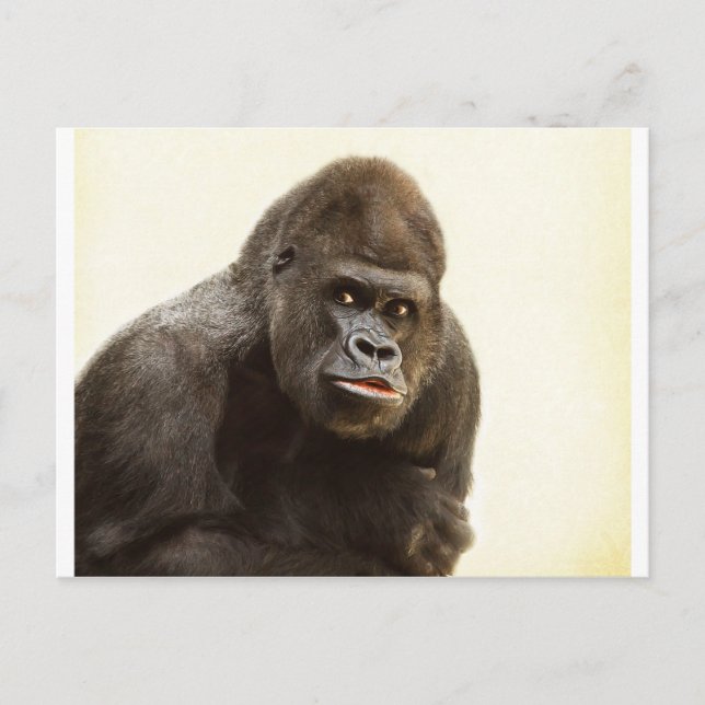 Gorilla Pout Vykort (Framsida)
