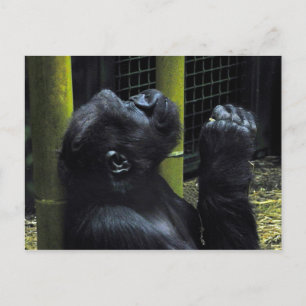 Gorilla prayer-vykort vykort