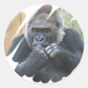 Gorilla Primate Stickers Runt Klistermärke