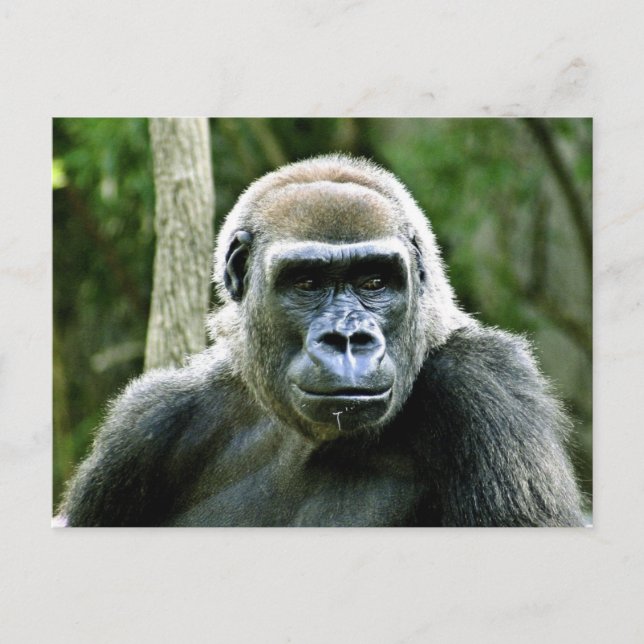 Gorilla Profil Postkort Vykort (Framsida)