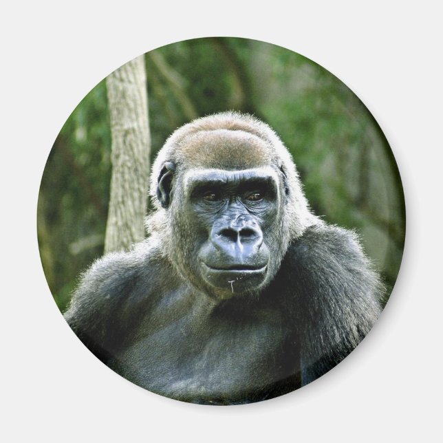 Gorilla Profile Magnet (Framsidan)