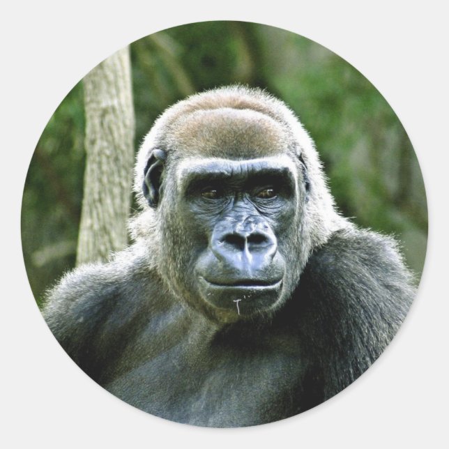 Gorilla Profile Stickers Runt Klistermärke (Framsida)