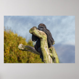 Gorilla Resting på Träd Poster