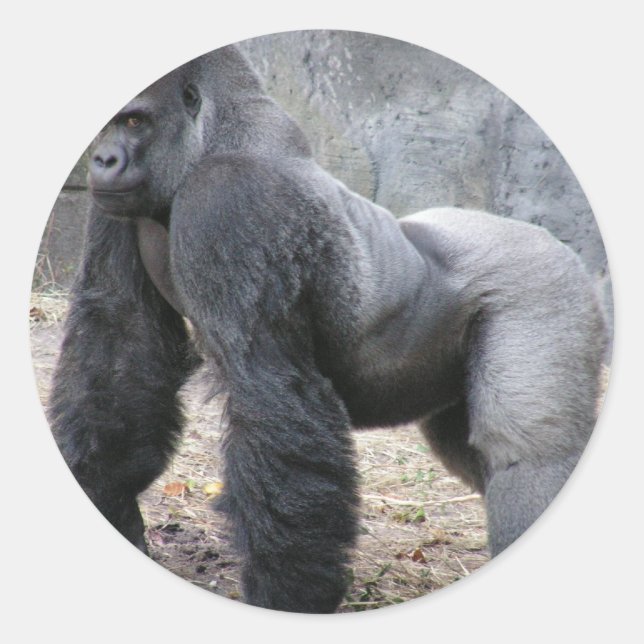 Gorilla Runt Klistermärke (Framsida)