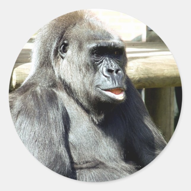 GORILLA RUNT KLISTERMÄRKE (Framsida)