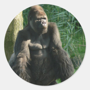 Gorilla Runt Klistermärke