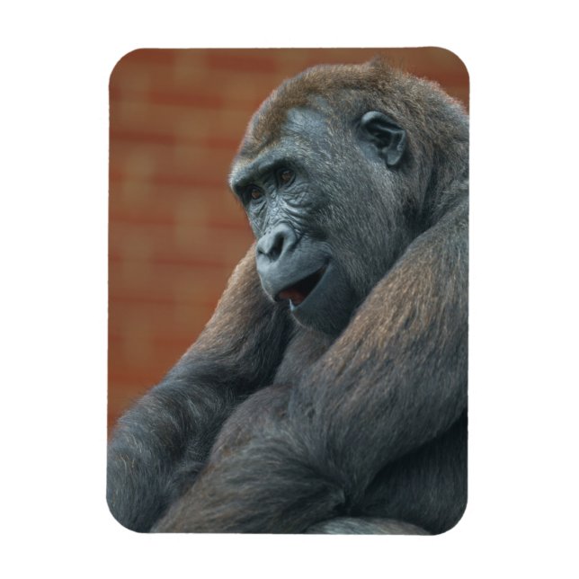 Gorilla Shufai Magnet (Vertikal)