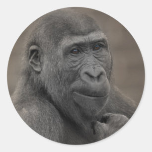 Gorilla Shufai Runt Klistermärke