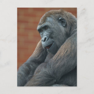 Gorilla Shufai Vykort