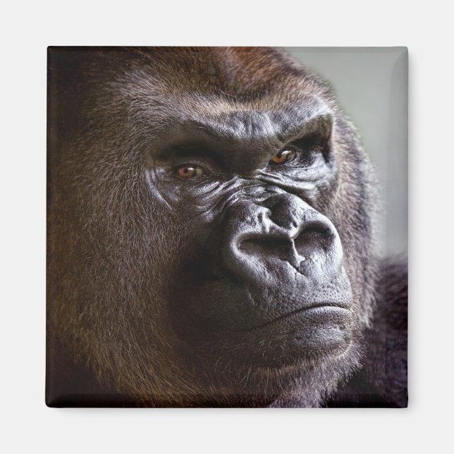 Gorilla Silverback Magnet (Framsidan)
