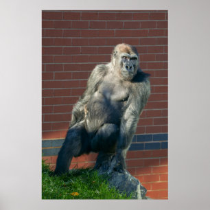 Gorilla Sitta på Sten Poster