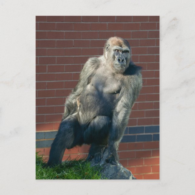 Gorilla Sitta på Sten Vykort (Framsida)