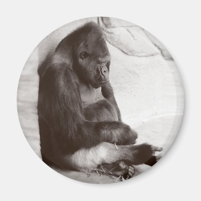 Gorilla Sleeping Photograph Magnet (Framsidan)