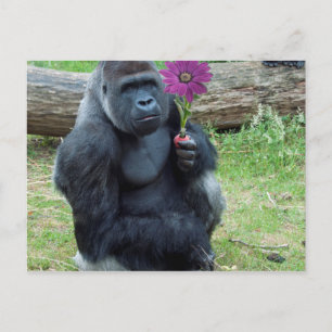 Gorilla som håller blomma vykort