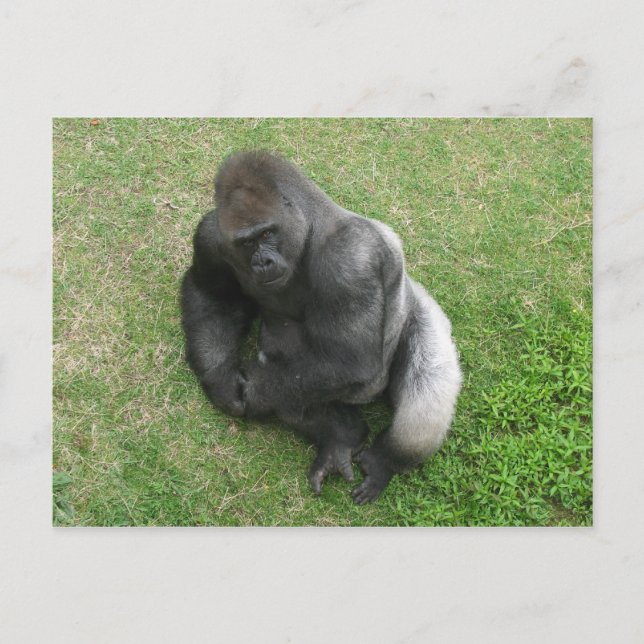 Gorilla Stare Vykort (Framsida)