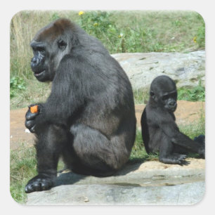 Gorilla Time Out Stickers Fyrkantigt Klistermärke