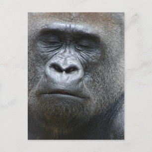 Gorilla Titta vykort