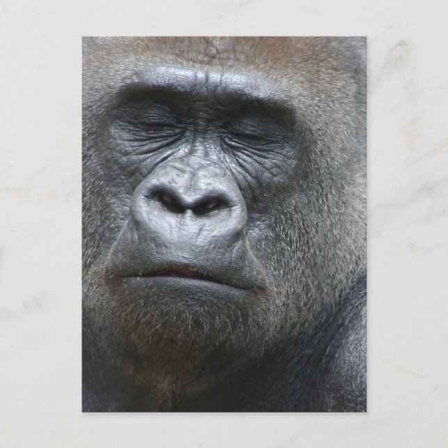 Gorilla Titta vykort (Framsida)