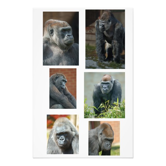 Gorilla-troopen Fototryck (Framsidan)