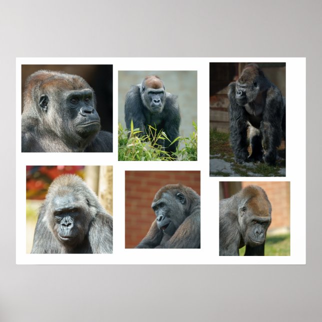 Gorilla-troopen Poster (Framsidan)