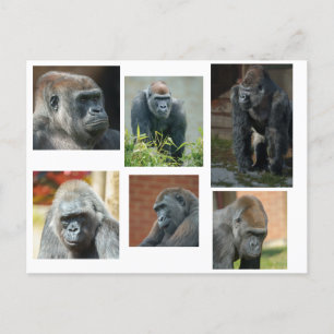 Gorilla-troopen Vykort
