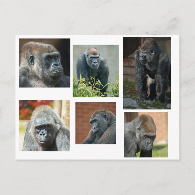 Gorilla-troopen Vykort (Framsida)