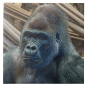 Gorilla-upp-synlig keramisk ruta kakelplatta