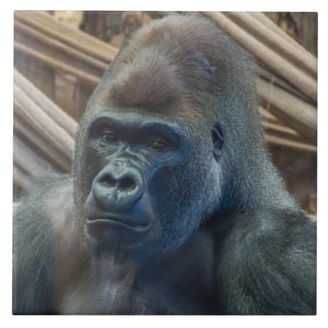 Gorilla-upp-synlig keramisk ruta kakelplatta (Framsidan)