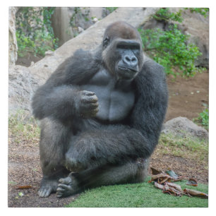 Gorilla vid djurparksbrickan kakelplatta