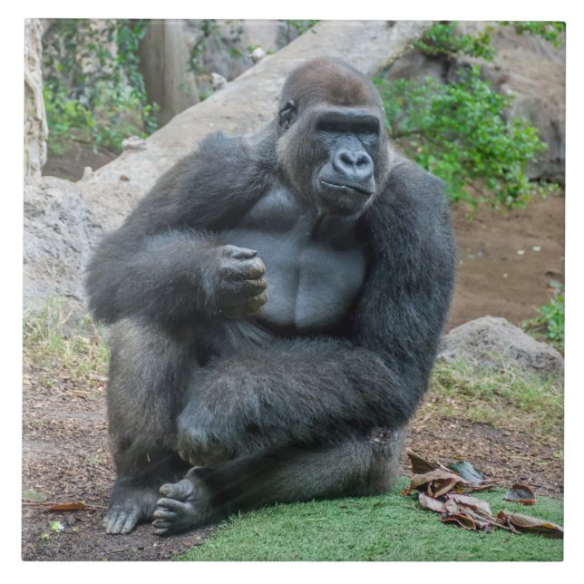 Gorilla vid djurparksbrickan kakelplatta (Framsidan)