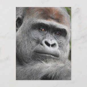 Gorilla Vykort