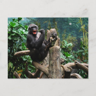Gorilla Vykort