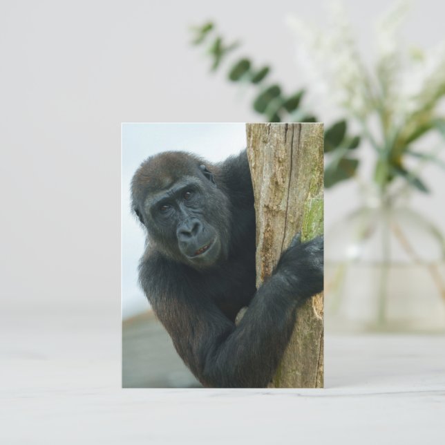 Gorilla Vykort (Stående Fram)