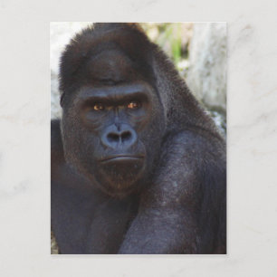 Gorilla Vykort